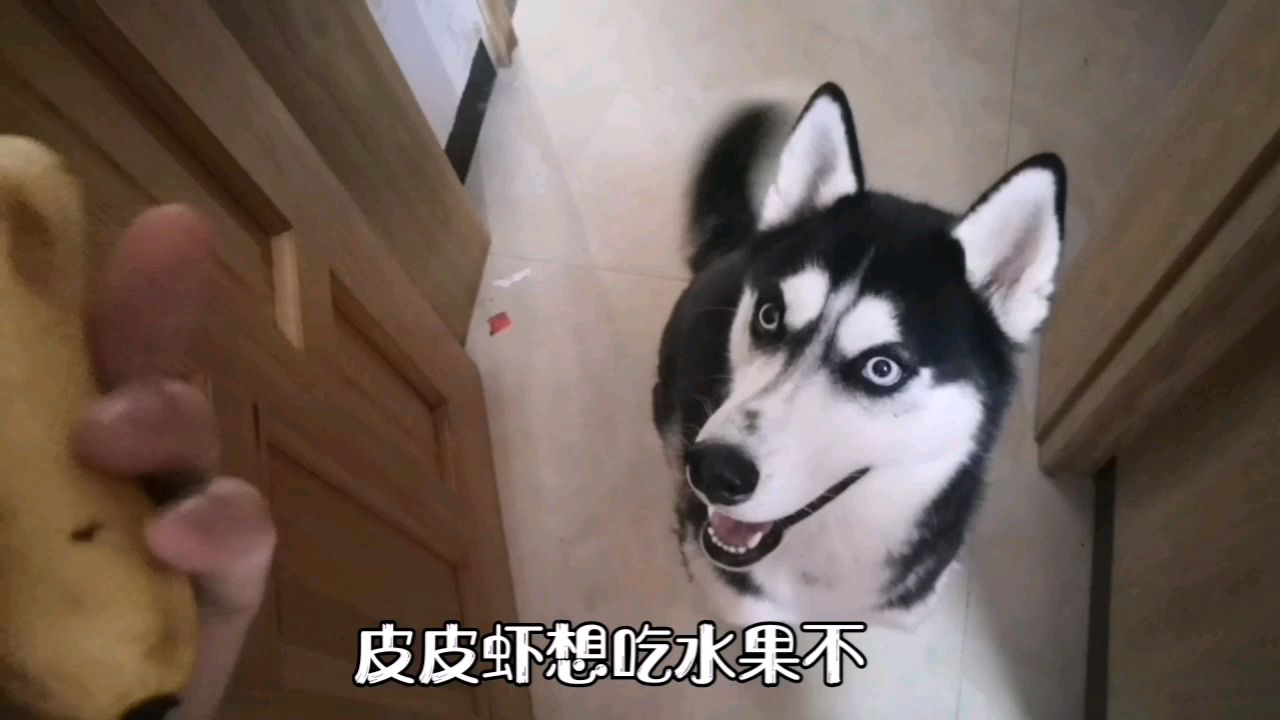 家里的水果坏了千万不要扔,给哈士奇吃,二哈贼喜欢!